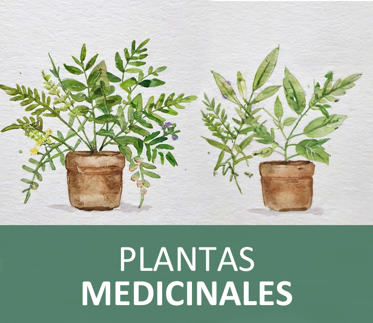 Plantas medicinales